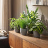 Chlorophytum - Cyperus - Phlebodium - Marantha - Mix van 4 - Huisdiervriendelijke Planten-Plant-Planten Magie