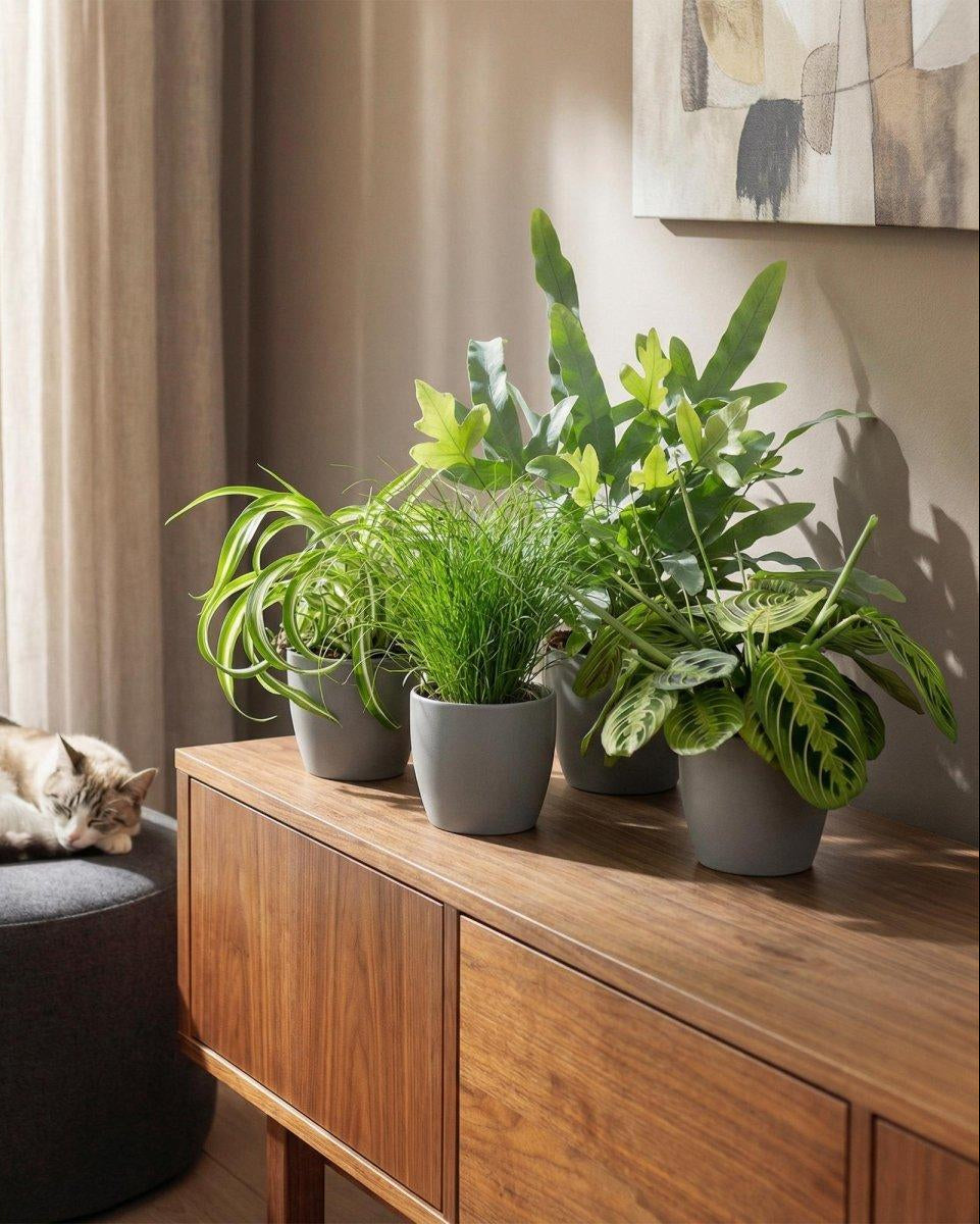 Chlorophytum - Cyperus - Phlebodium - Marantha - Mix van 4 - Huisdiervriendelijke Planten-Plant-Planten Magie