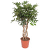 Schefflera Arboricola Compacta gevlochten stam - 130 cm - ø30 - Plant - plantenmagie