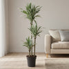 Dracaena White Stripe - 150 cm - ø24 - Plant - plantenmagie