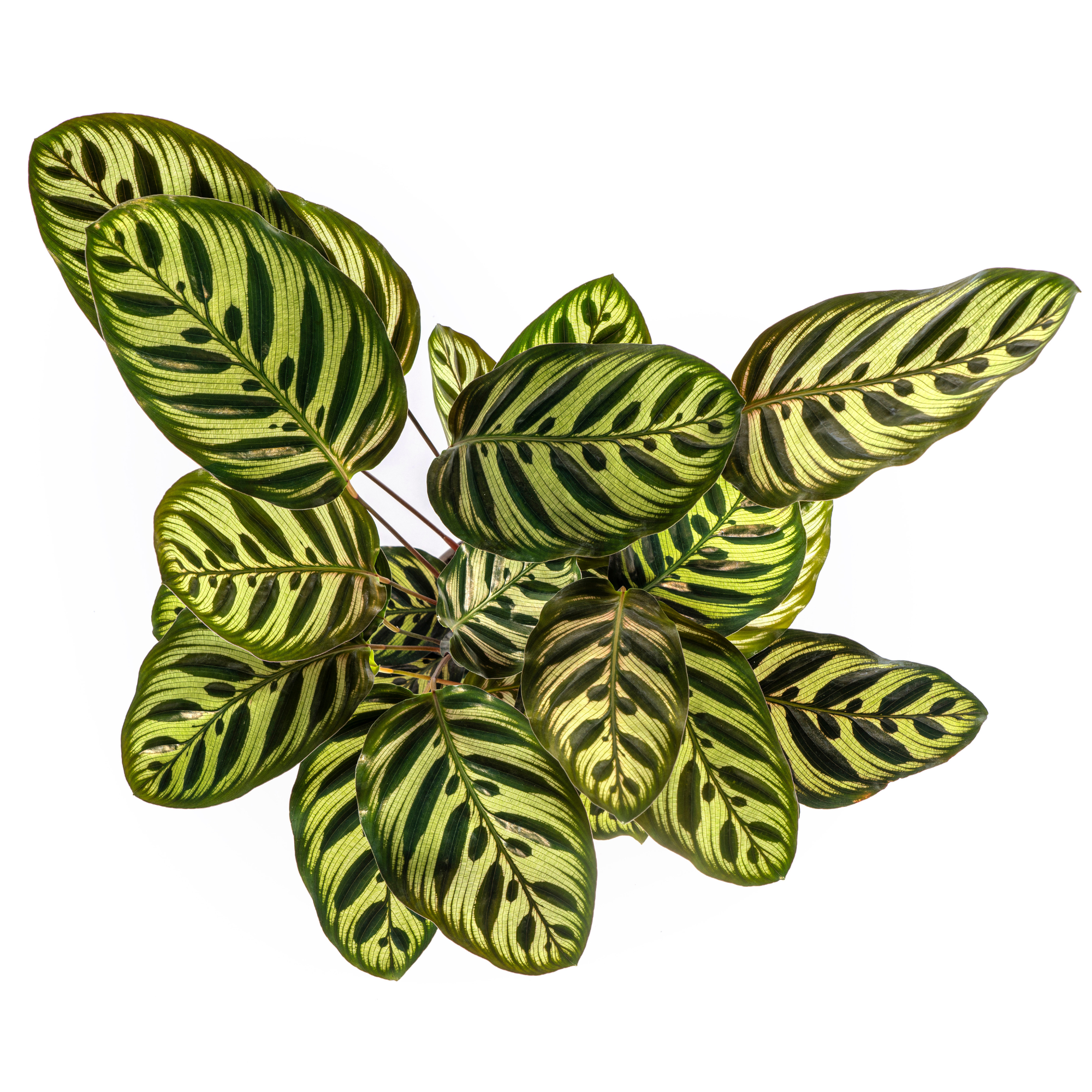 Veilig verpakte Calathea Makoyana in duurzame verzenddoos voor kamerplanten