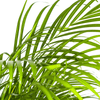 Dypsis Areca Lutescens met mand Ø24cm - ↕120 - 140cm-Plant-plantenmagie