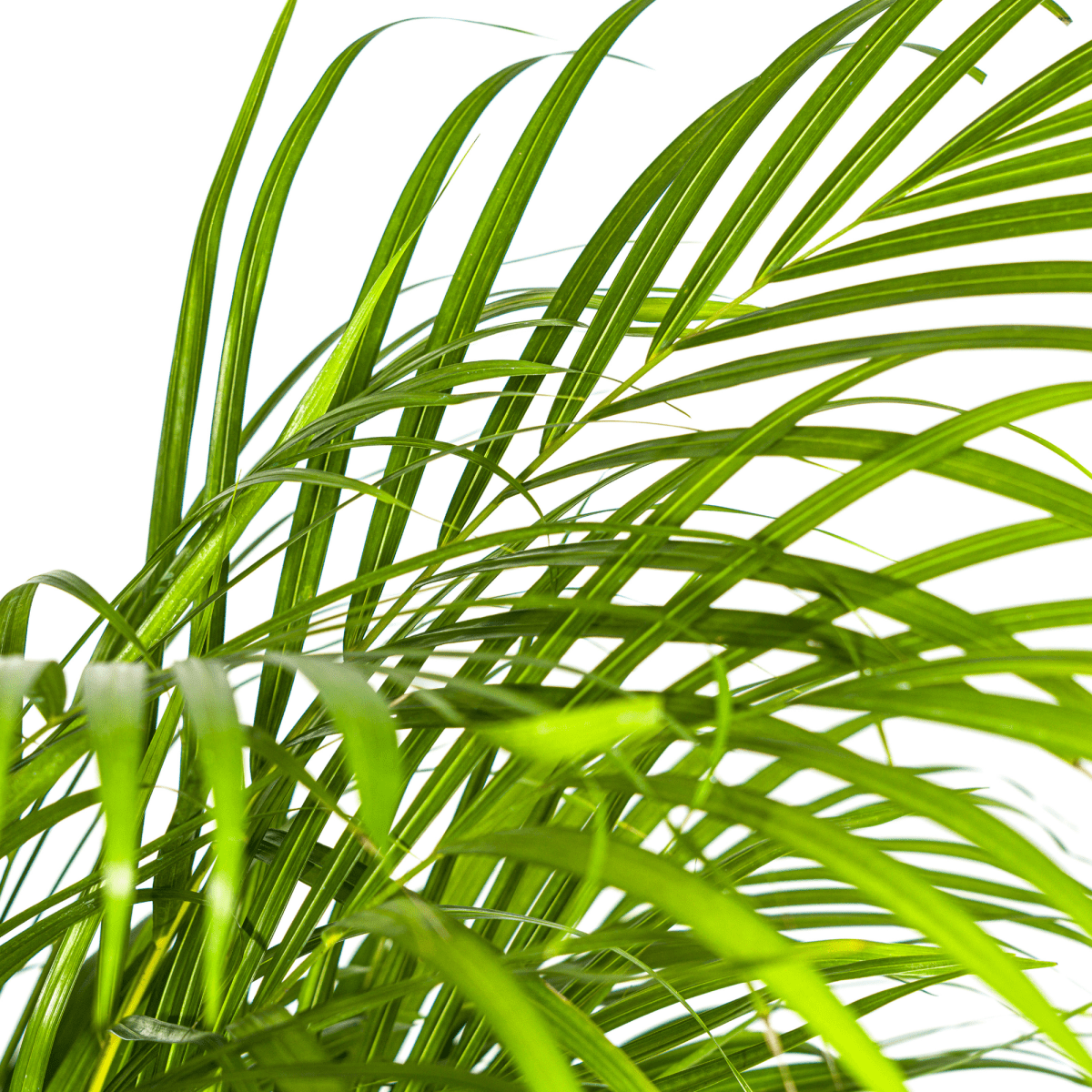 Dypsis Areca Lutescens met mand Ø24cm - ↕120 - 140cm-Plant-plantenmagie