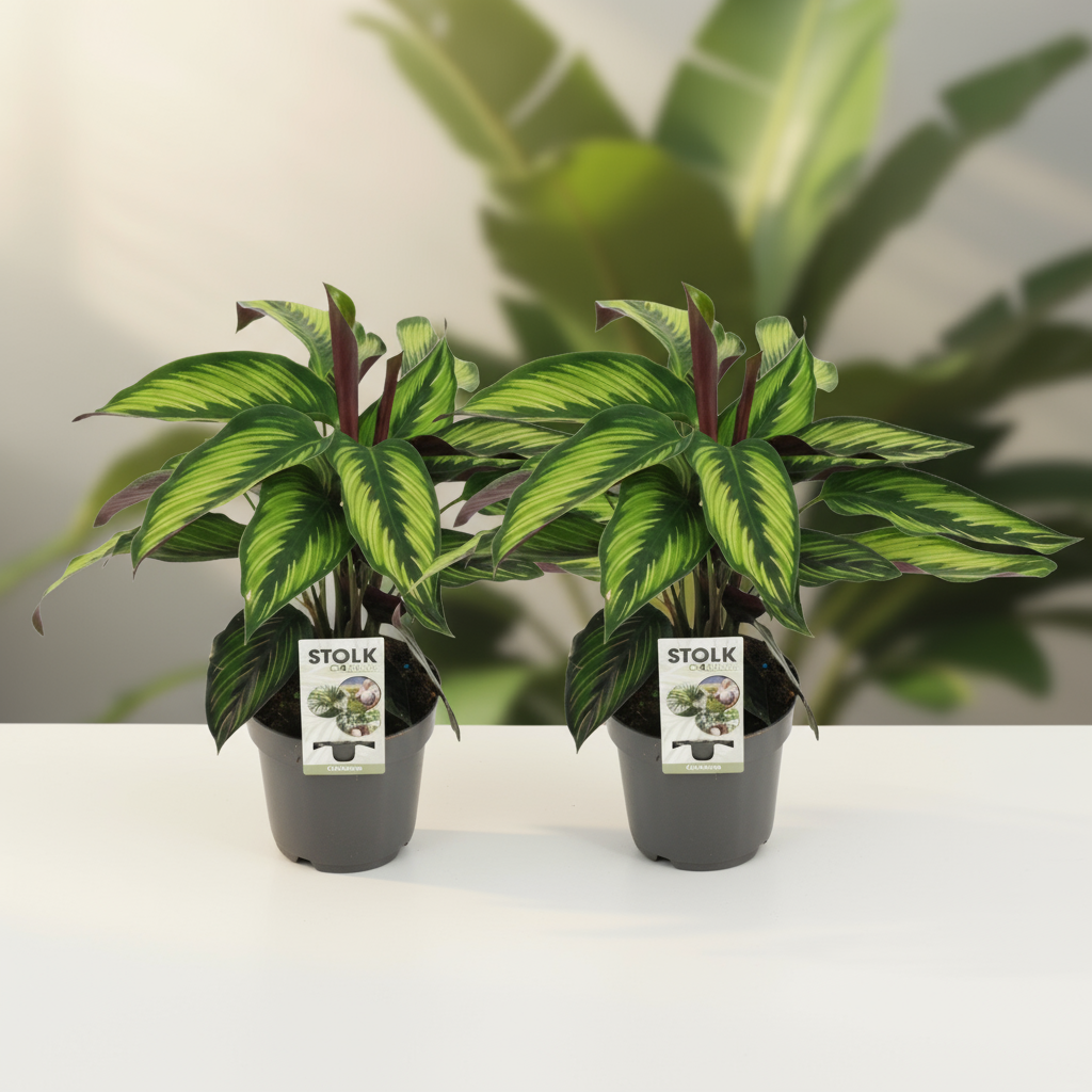 calathea-majestica-princeps-tropische-kamerplant-set-van-twee