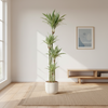 Dracaena Deremensis White Stripe Ø27cm - ↕170 - 190cm