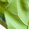ficus lyrata plant grote bladeren interieurdecoratie