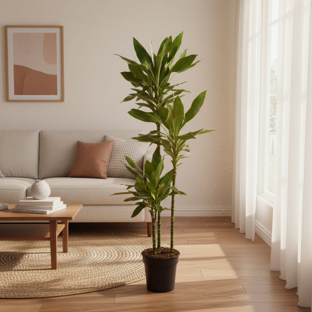 Dracaena Janet Lind - 150 - 160 cm - ø24 - Plant - plantenmagie