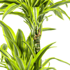 Dracaena Deremensis Lemon Lime – 150 cm-Plant-plantenmagie