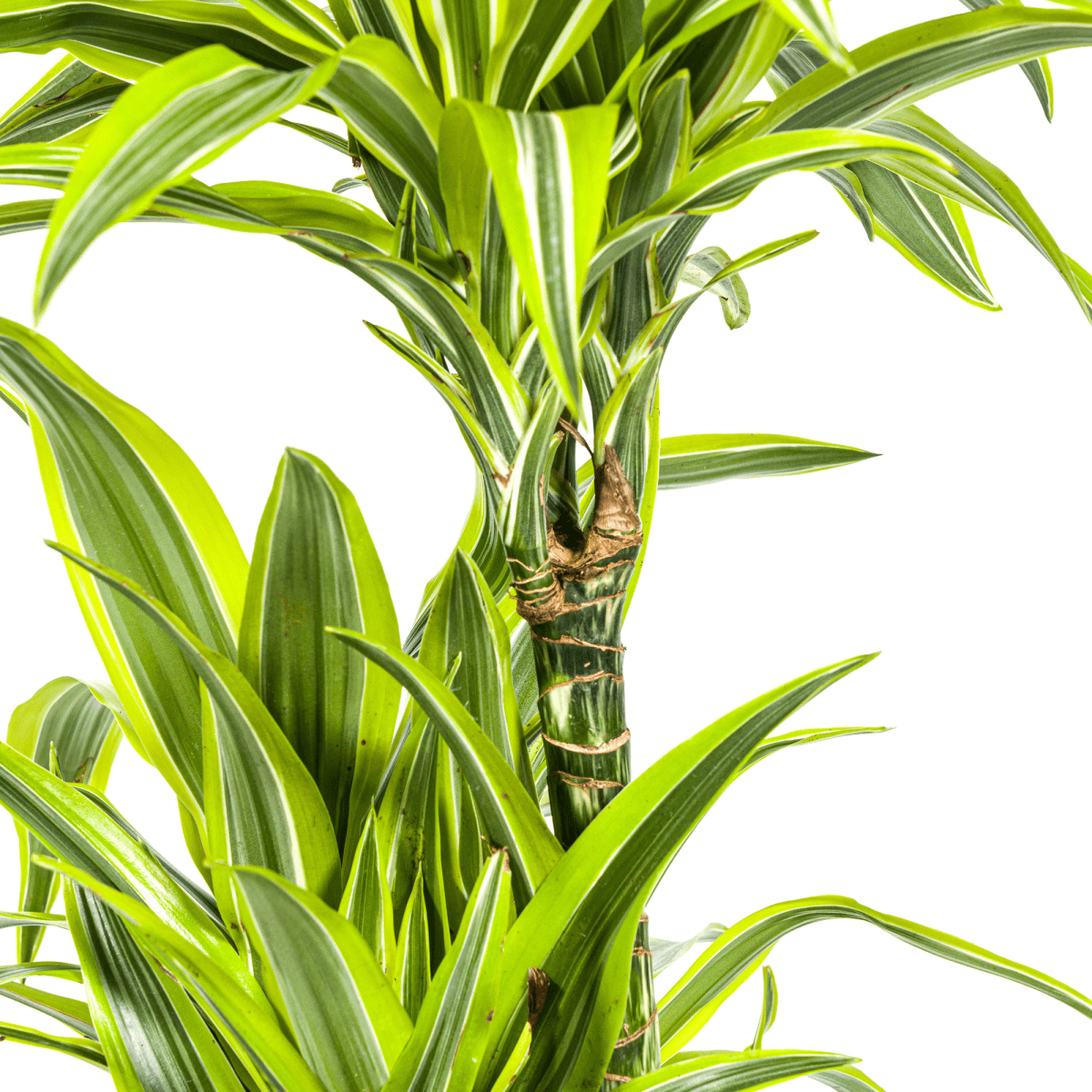 Dracaena Deremensis Lemon Lime – 150 cm-Plant-plantenmagie
