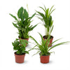 Luchtzuiverende Kamerplanten - Ø 12 cm - Hoogte: 30-40 cm-Plant-Planten Magie