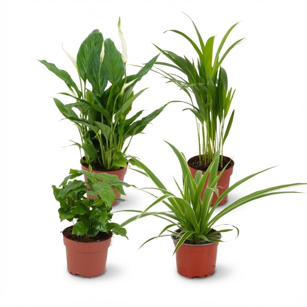 Luchtzuiverende Kamerplanten - Ø 12 cm - Hoogte: 30-40 cm-Plant-Planten Magie