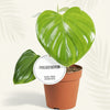 Philodendron Pittieri kamerplant in pot Ø12 cm