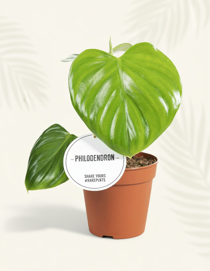Philodendron Pittieri kamerplant in pot Ø12 cm