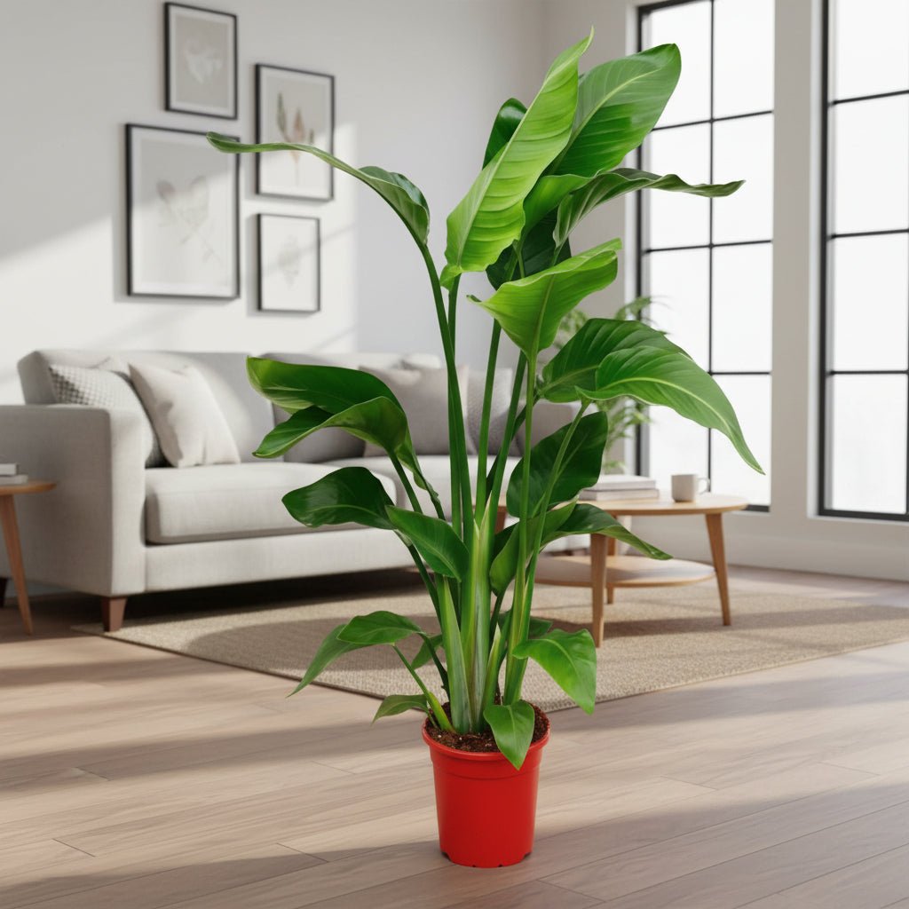 Strelitzia Nicolai - 80 - 100 cm - ø17 - Plant - plantenmagie