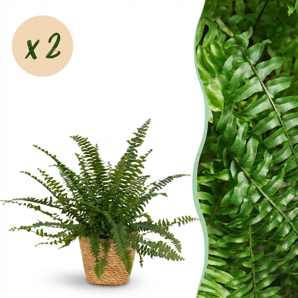 Nephrolepsis exaltata Green Lady varen (2 stuks) 25 cm met mand - Plant - plantenmagie