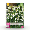 Bloembollen - Galanthus Elwesii - Kleur Wit - 25 stuks