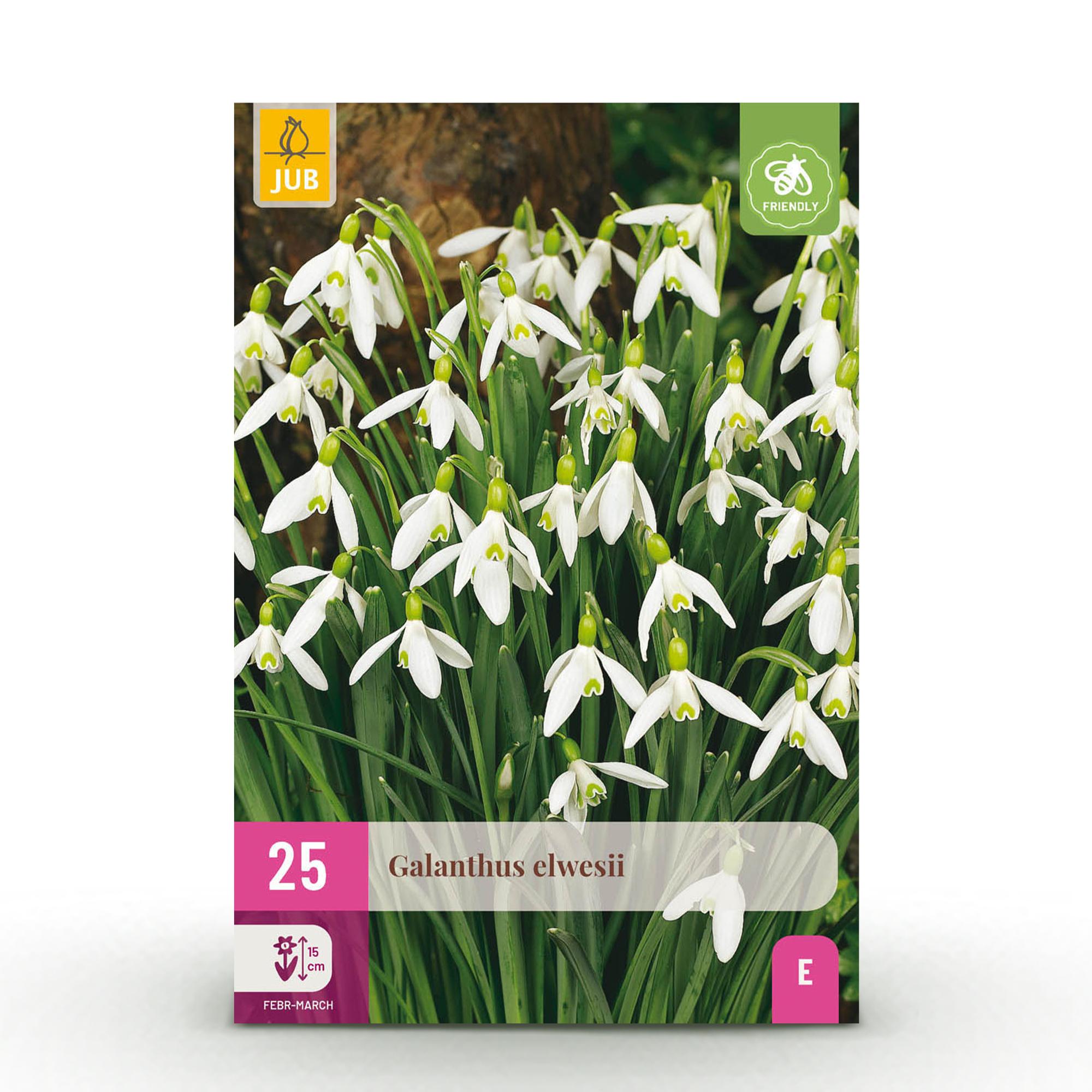 Bloembollen - Galanthus Elwesii - Kleur Wit - 25 stuks