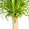 Beaucarnea Recurvata stam 60–80 cm met mand Ø21 cm - Plant - plantenmagie