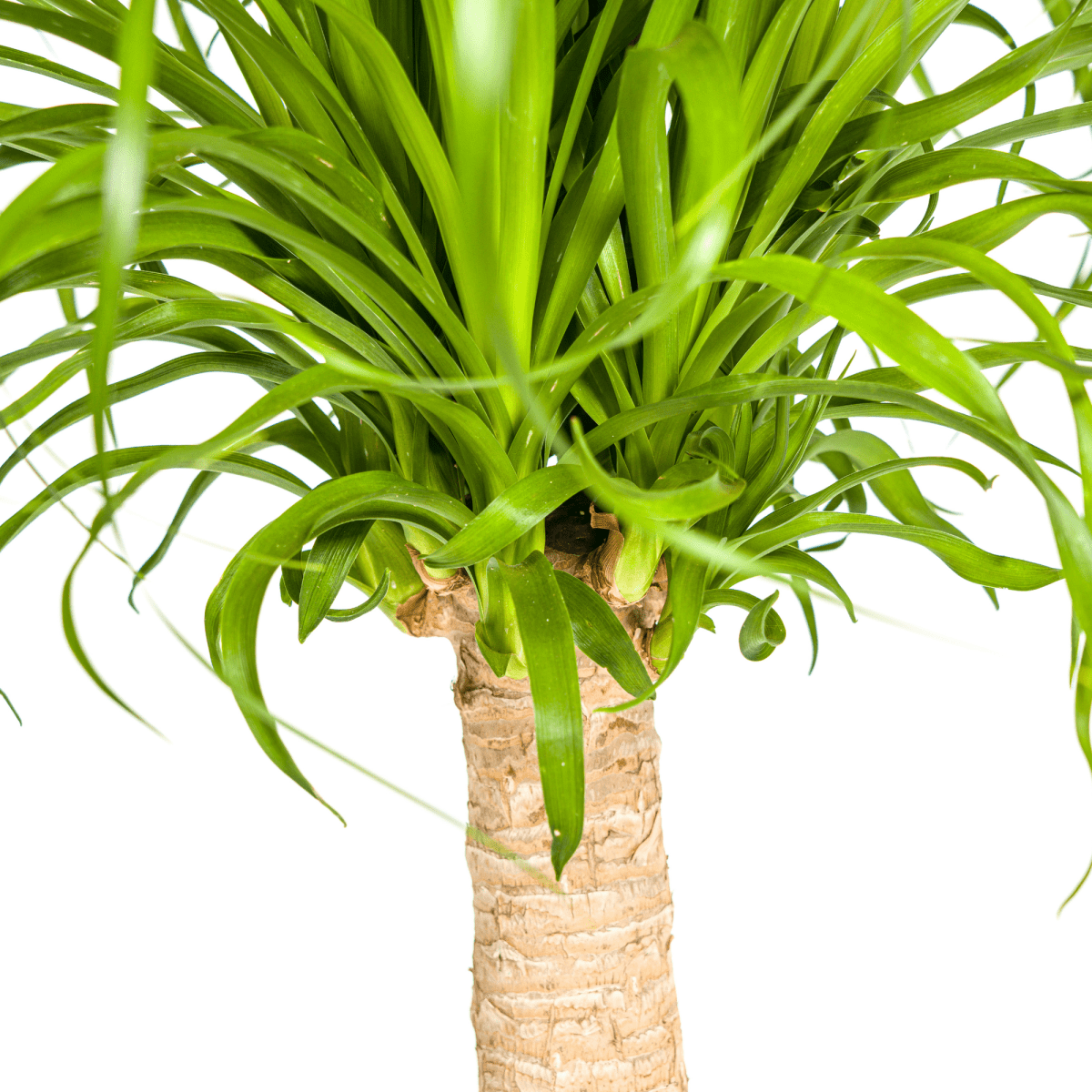 Beaucarnea Recurvata stam 60–80 cm met mand Ø21 cm - Plant - plantenmagie