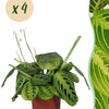 Maranta Fascinator Lemon Lime - Gebedsplant - Huisdiervriendelijk - 4 Planten-Plant-Planten Magie