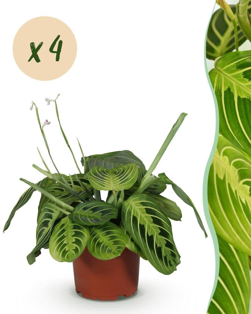 Maranta Fascinator Lemon Lime - Gebedsplant - Huisdiervriendelijk - 4 Planten-Plant-Planten Magie
