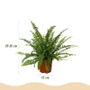 Nephrolepis Green Lady - 25 cm - Ø12 - met Potter grijs - Plant - plantenmagie
