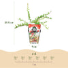 Fruitplanten - Blauwe Bes - Winterhard - 3 Planten