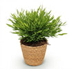 Bamusa Pogonatherum Monica – 20 cm - Plant - plantenmagie