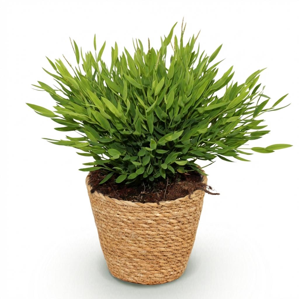 Bamusa Pogonatherum Monica – 20 cm - Plant - plantenmagie