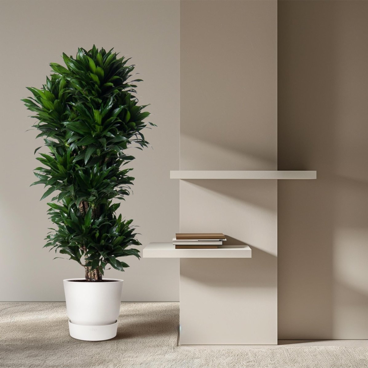 Dracaena Compacta vertakt - 140 cm - ø31 - Plant - plantenmagie