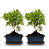 Bonsai Bol vorm Boom - 2 Stuks - Hoogte: 25-30 cm (mix keramiek)-Plant-Planten Magie