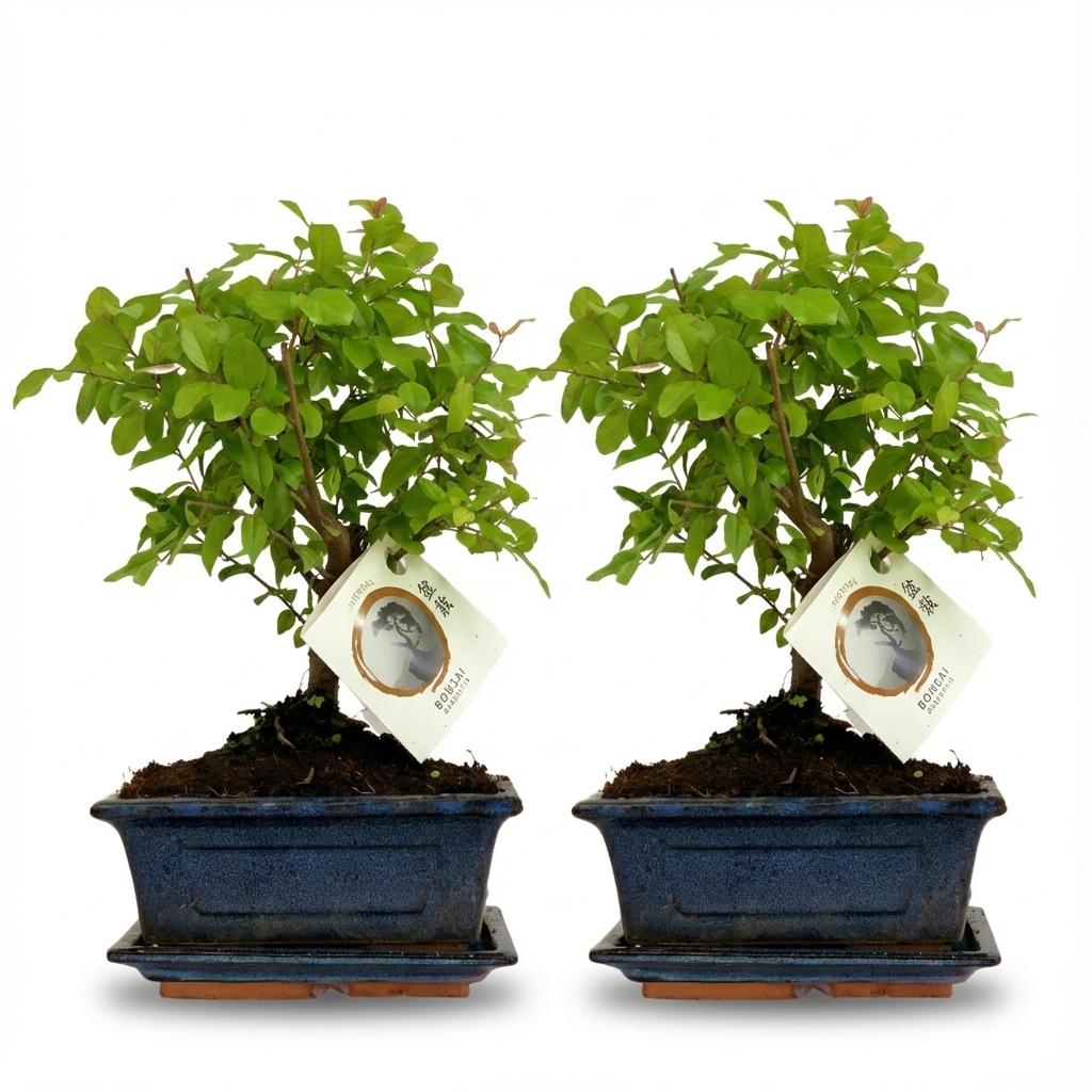 Bonsai Bol vorm Boom - 2 Stuks - Hoogte: 25-30 cm (mix keramiek)-Plant-Planten Magie