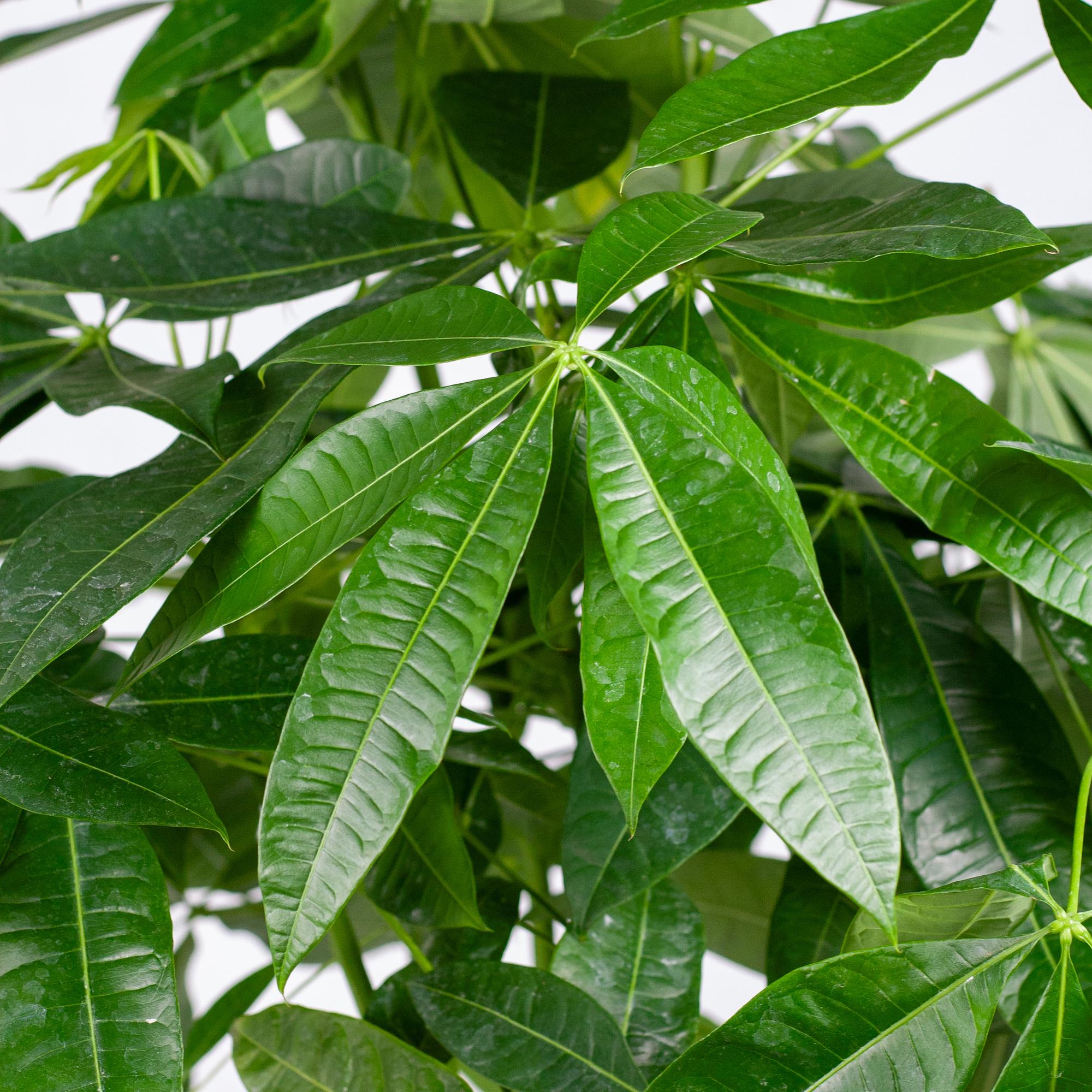 Detail van Pachira Aquatica bladeren en Torun mand – natuurlijke plantencombinatie