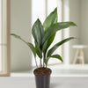 Aspidistra Elatior kamerplant in pot Ø13cm, groene glanzende bladeren