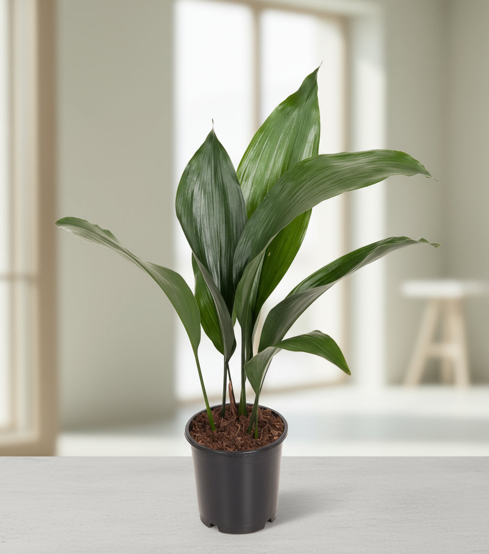 Aspidistra Elatior kamerplant in pot Ø13cm, groene glanzende bladeren