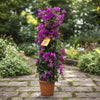 Bougainvillea pyramide - 80 cm - Ø17cm - Plant - plantenmagie