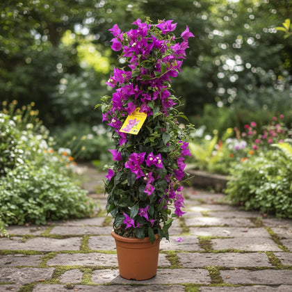 Bougainvillea pyramide Kamerplant – 80 cm – Ø17 cm
