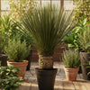 Yucca Rostrata 80–100 cm Ø38 cm - Plant - plantenmagie