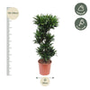 Dracaena Compacta - 140 cm - ø30 - Plant - plantenmagie
