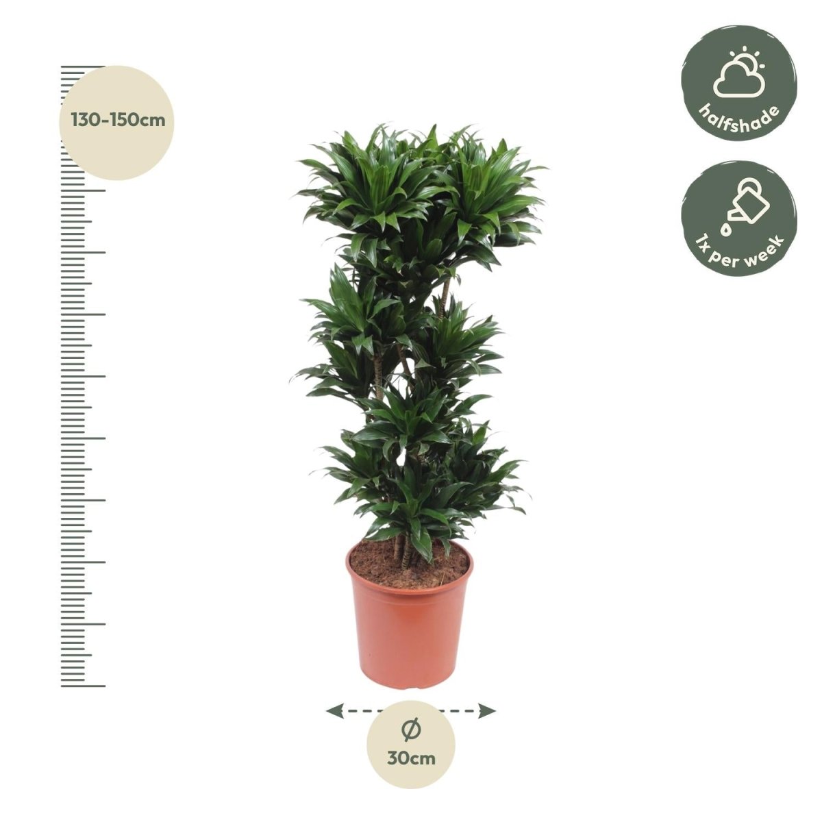 Dracaena Compacta - 140 cm - ø30 - Plant - plantenmagie