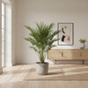 Chamaerops Humilis op stam – 160 cm-Plant-plantenmagie