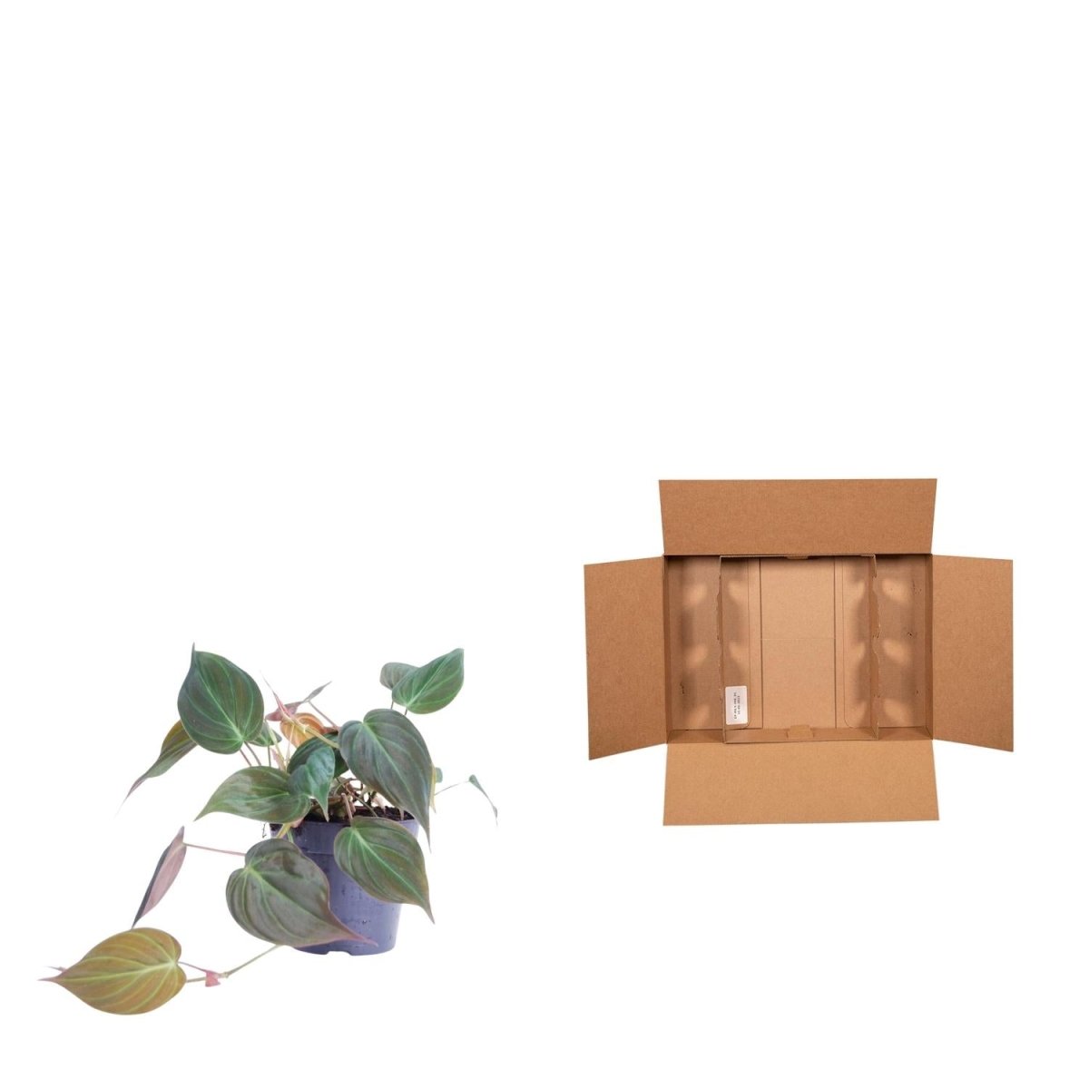 Philodendron scandens 'Micans' - 25 cm - ø12 - Plant - plantenmagie