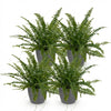 Nephrolepsis exaltata Green Lady in pot grijs – 25 cm - Plant - plantenmagie