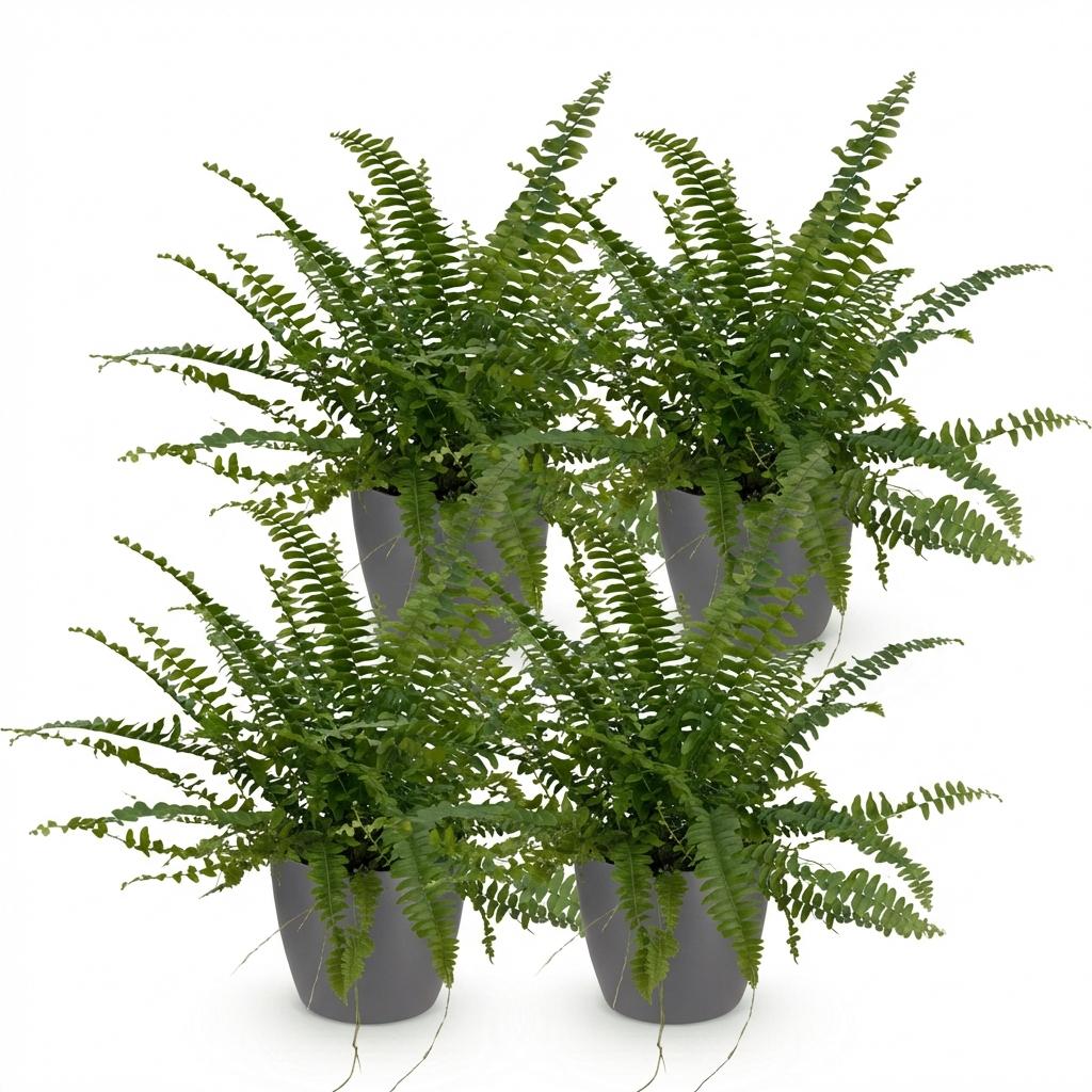 Nephrolepsis exaltata Green Lady in pot grijs – 25 cm - Plant - plantenmagie