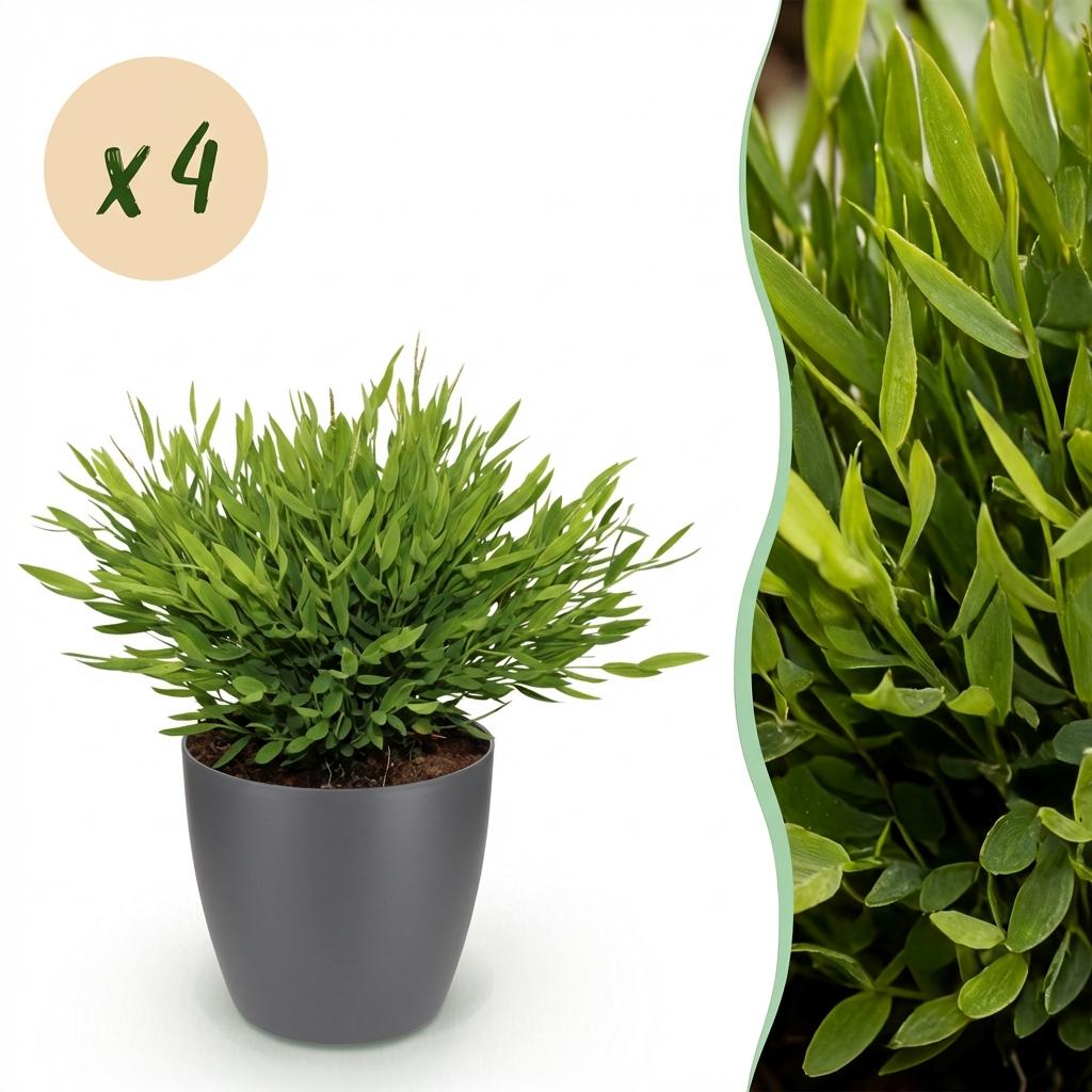 Bambusa Pogonatherum Monica bamboegras – 4 planten met grijze pot – hoogte 20 cm - Plant - plantenmagie