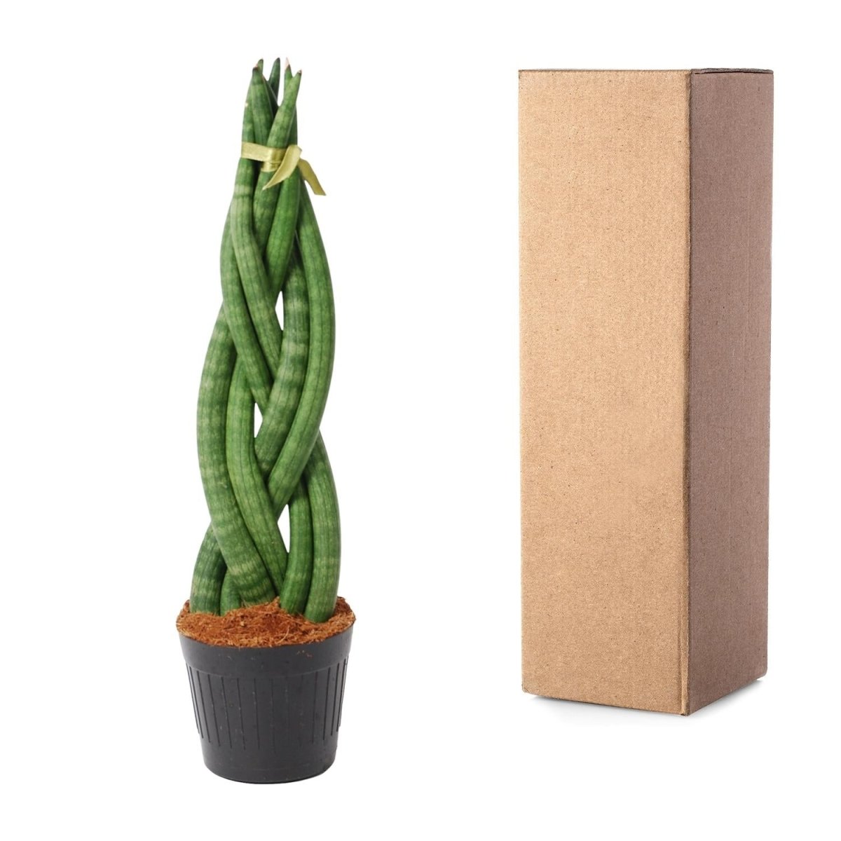 Sansevieria cylindrica 'Twist' - 40 cm - ø10,5 - Plant - plantenmagie