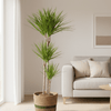 Dracaena Marginata Green met mand - Planten - plantenmagie