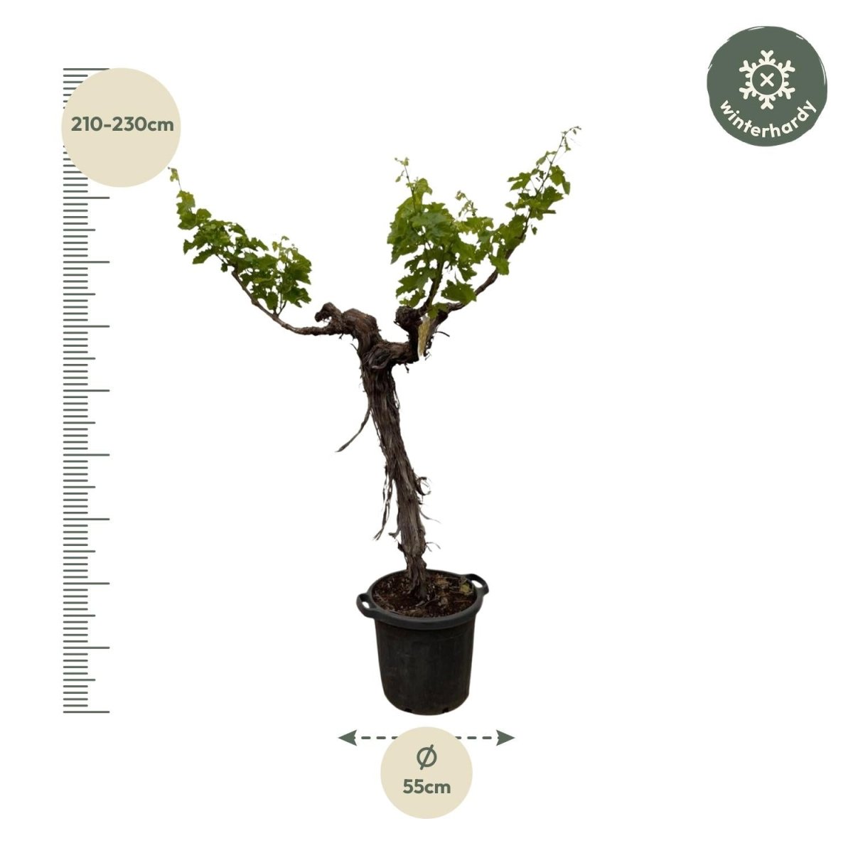 Druivenboom (Vitis Vinifera) stam vertakt – 200 cm-Plant-plantenmagie