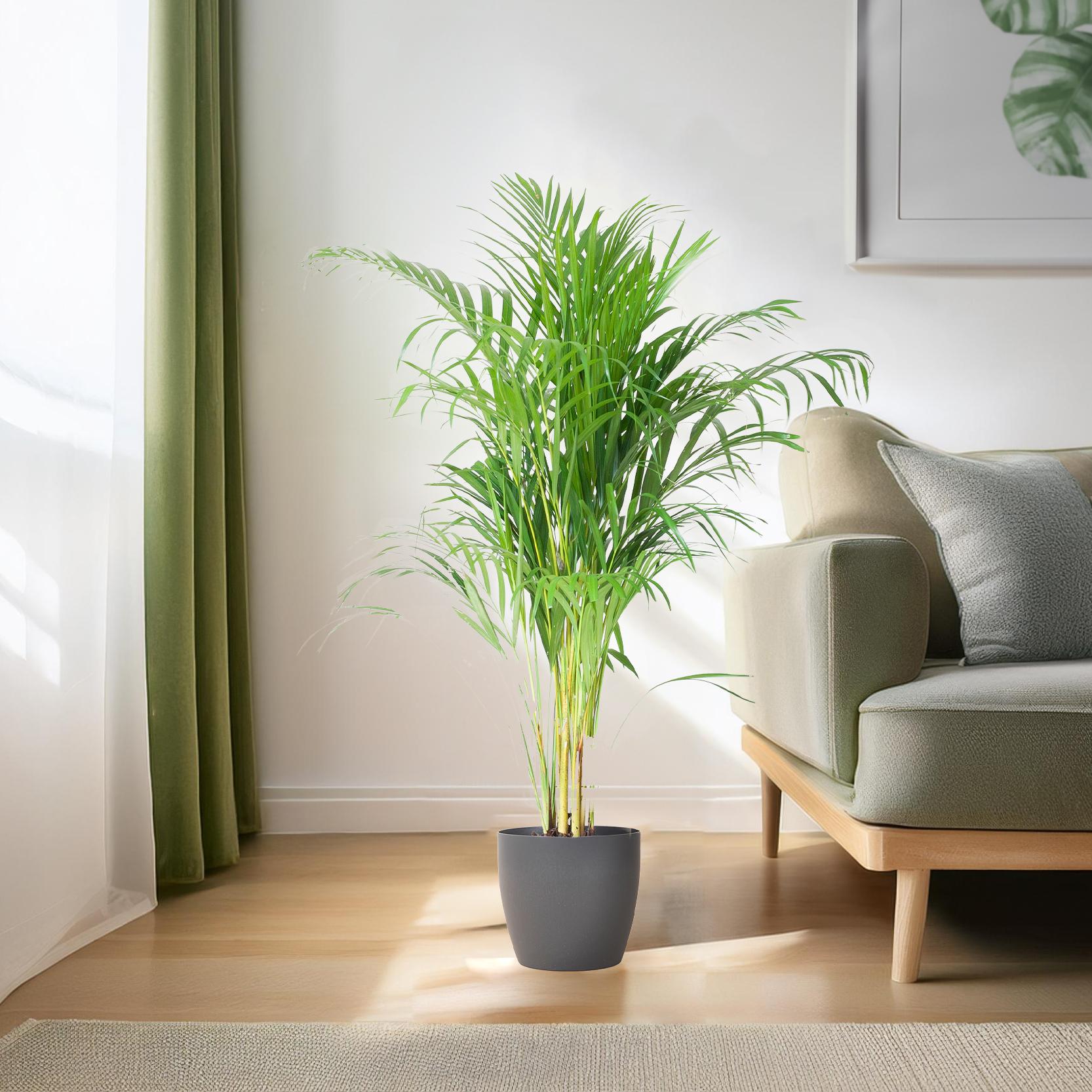 Areca Palm Dypsis lutescens in grijze Viber pot van 100 cm hoogte
