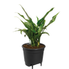 self-watering-insert-17cm-gebruikt – Insert geplaatst in plantenpot met groene kamerplant